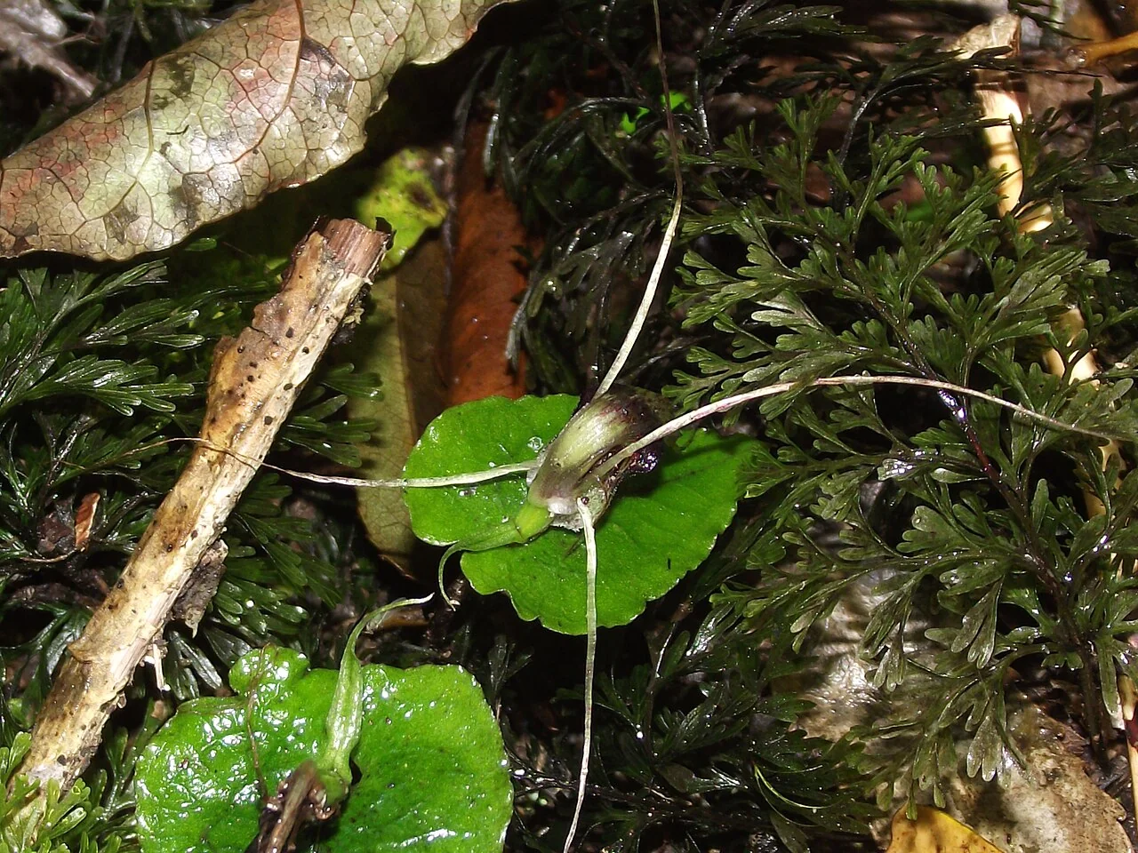 Dancing Spider Orchid (Corybas acuminatus) hero image