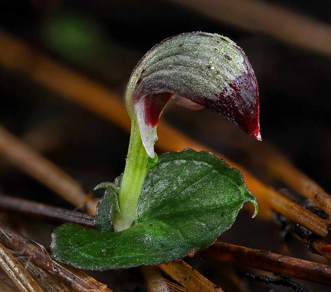 Cheeseman's Spider Orchid (Corybas cheesemanii) hero image