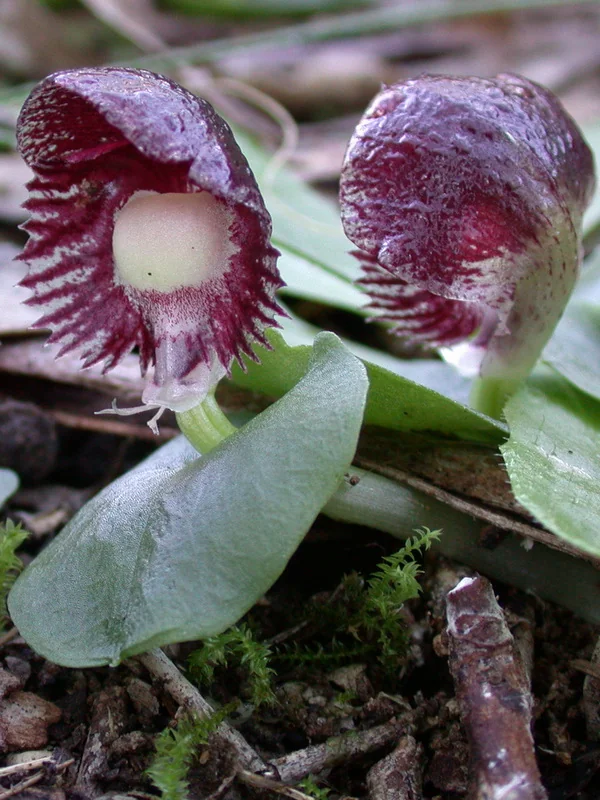 Veined Helmet Orchid (Corybas diemenicus) hero image
