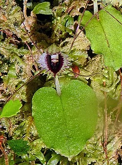 Spider Orchid (Corybas oblongus) hero image