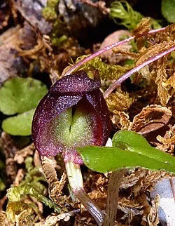 Dark Spider Orchid