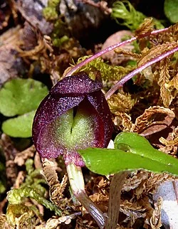 Dark Spider Orchid (Corybas obscurus) hero image