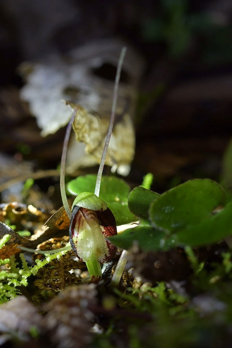 St George's Spider Orchid