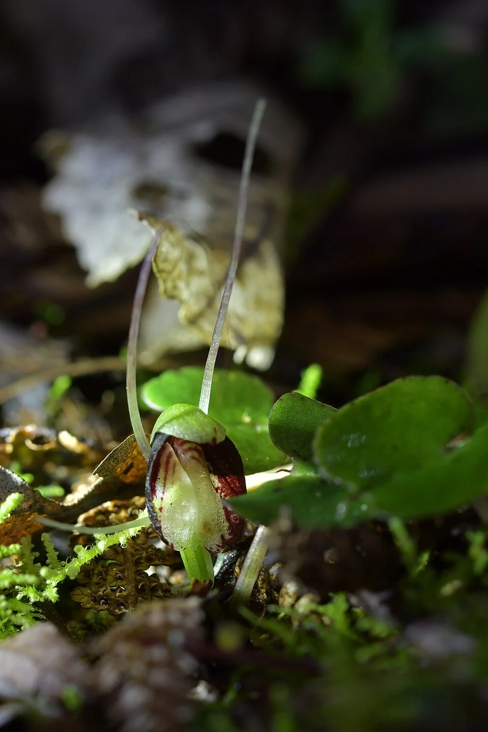 St George's Spider Orchid (Corybas sanctigeorgianus) hero image