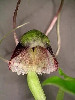 Corybas vitreus