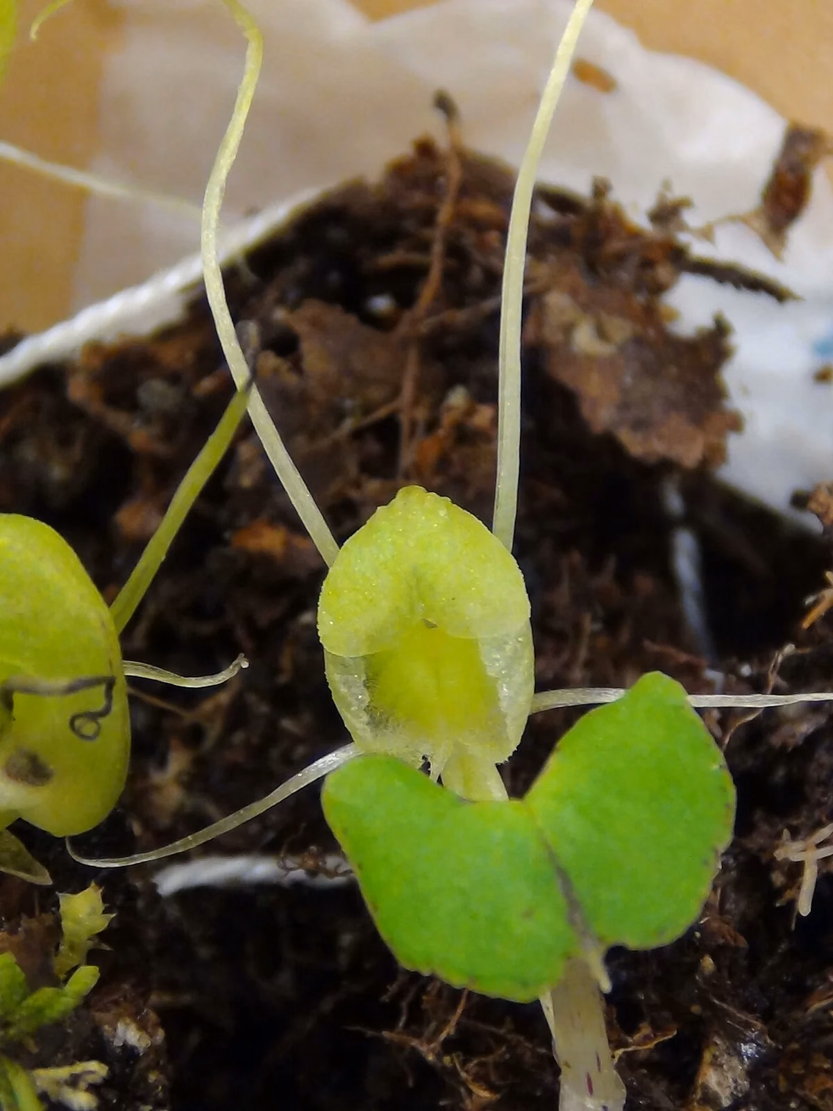 Corybas Walliae Native Plant (Corybas walliae)