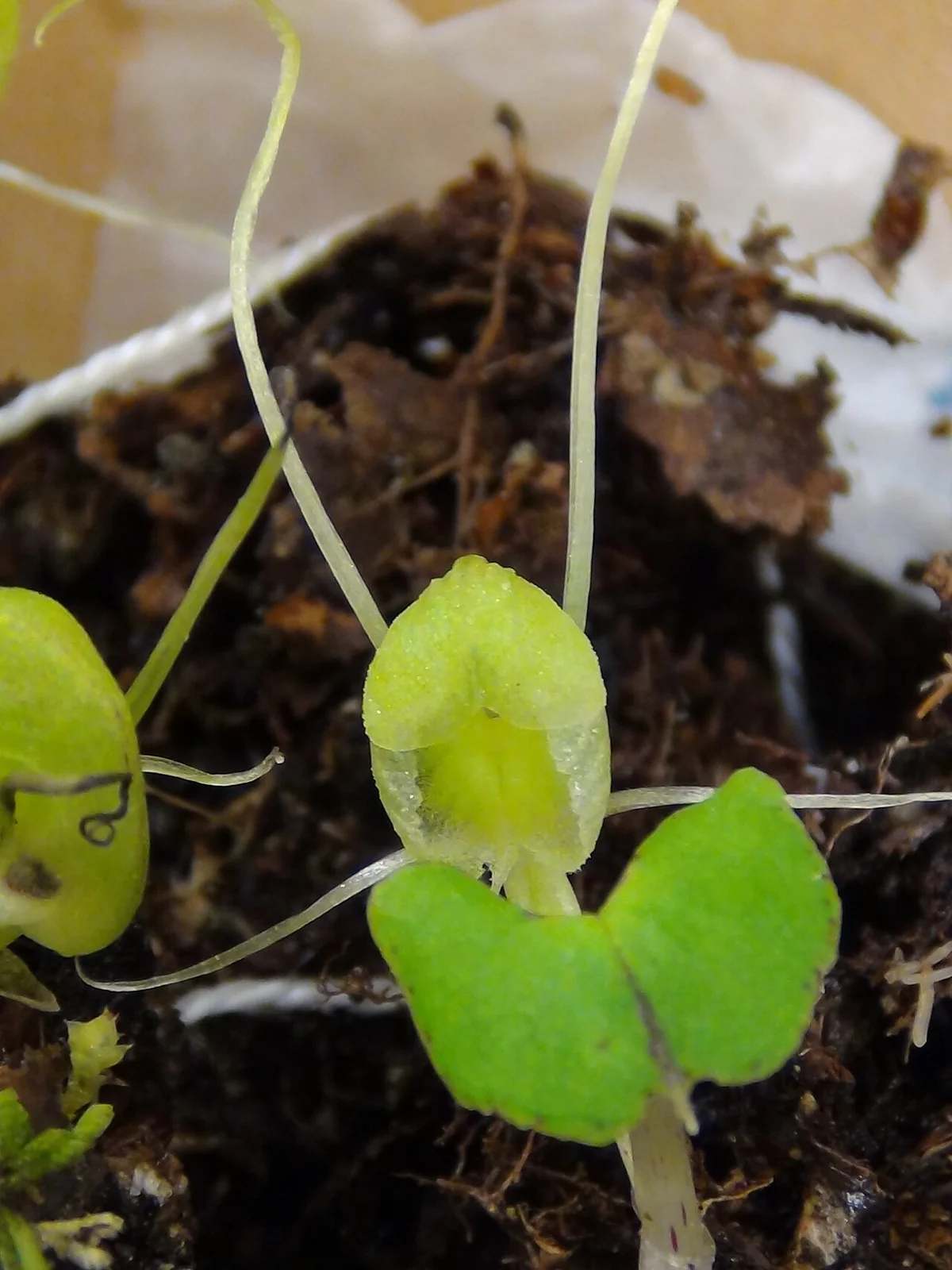 Corybas Walliae Native Plant (Corybas walliae)