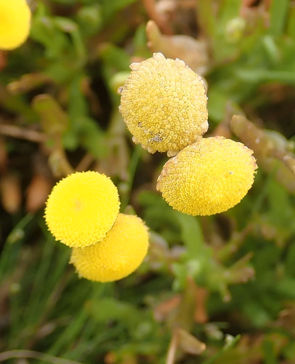 Brass Buttons (Cotula coronopifolia)
