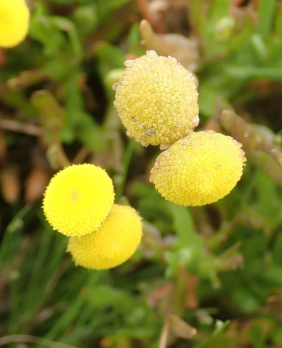 Brass Buttons (Cotula coronopifolia) hero image