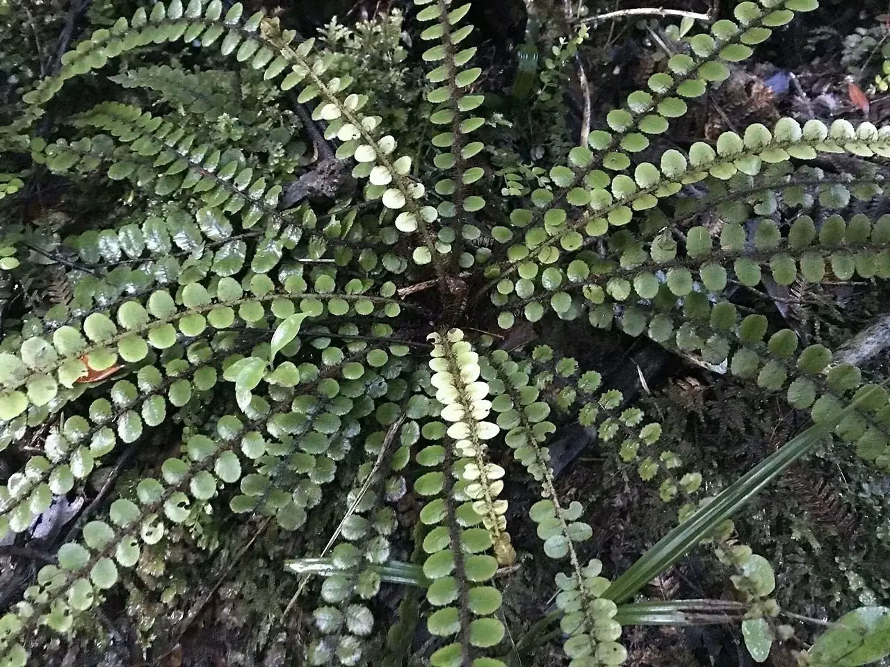 Creek Fern (Cranfillia fluviatilis) showing growth habit