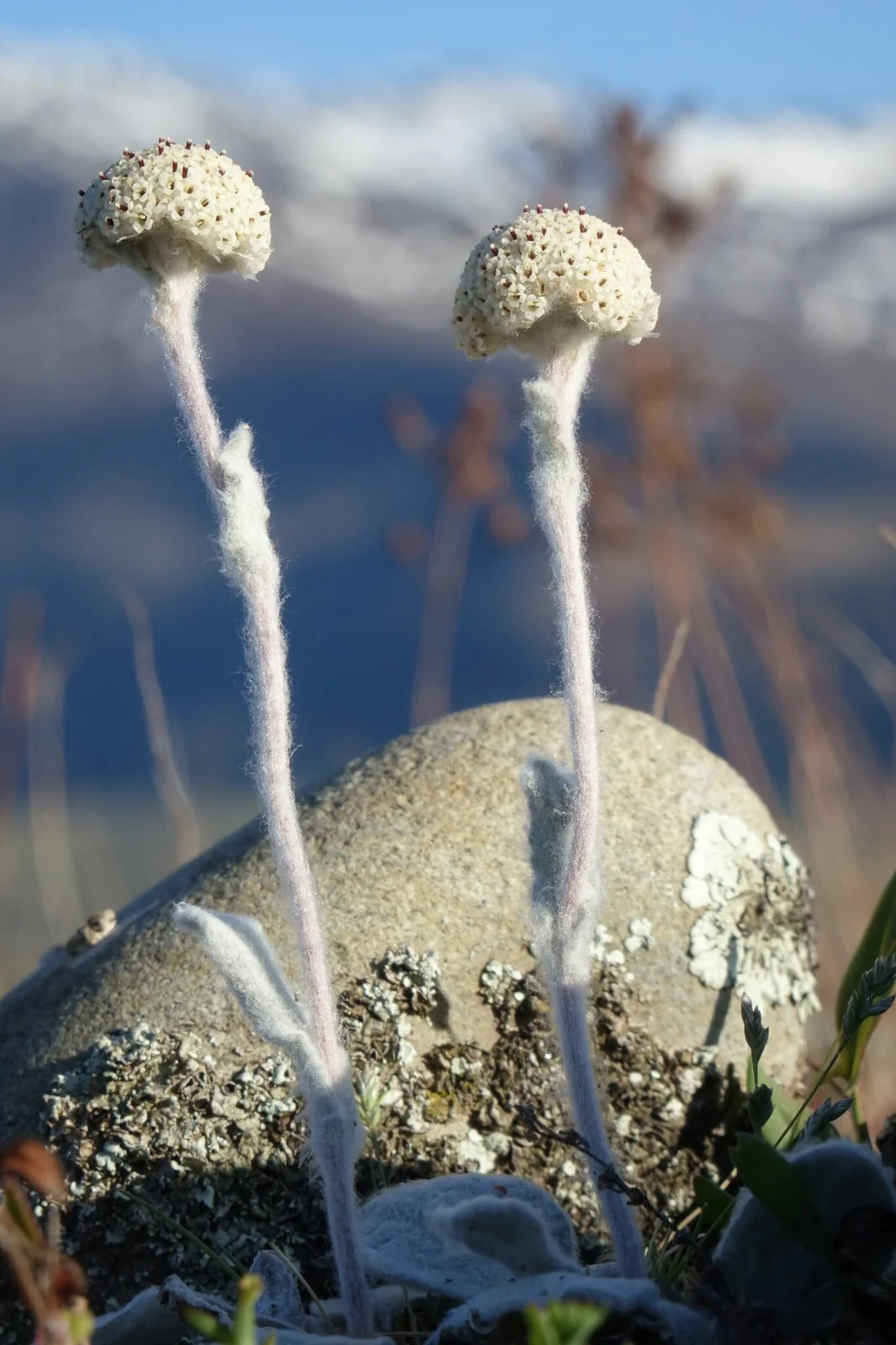 Craspedia Argentea Native Plant (Craspedia argentea)