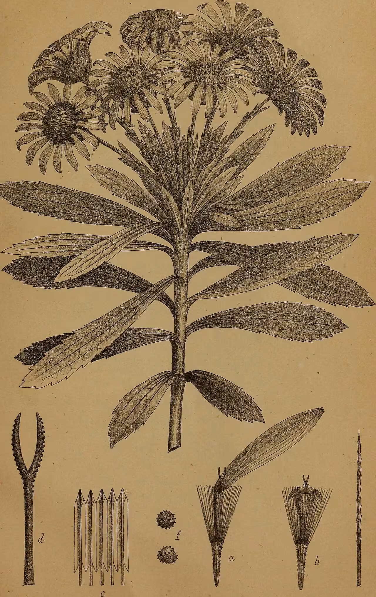 Craspedia lanata var. lanata (Craspedia lanata var. lanata)