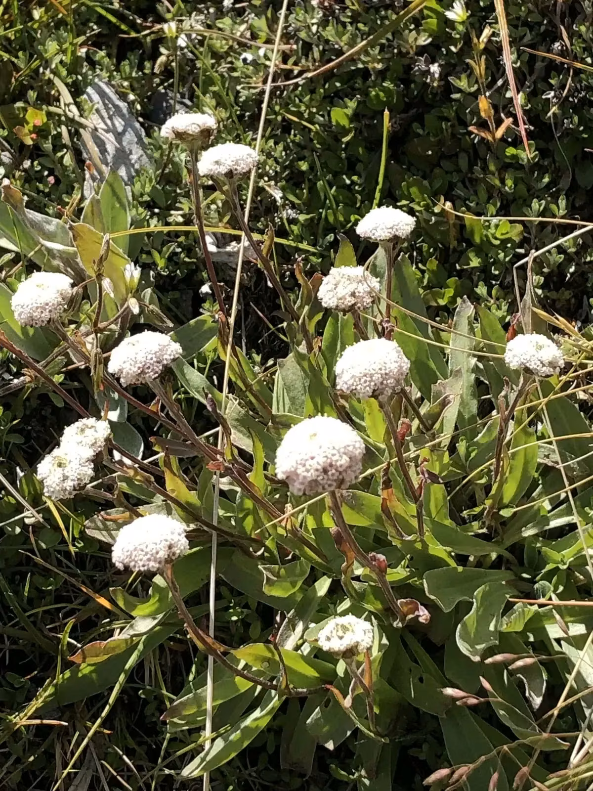 Craspedia Uniflora Native Plant (Craspedia uniflora)