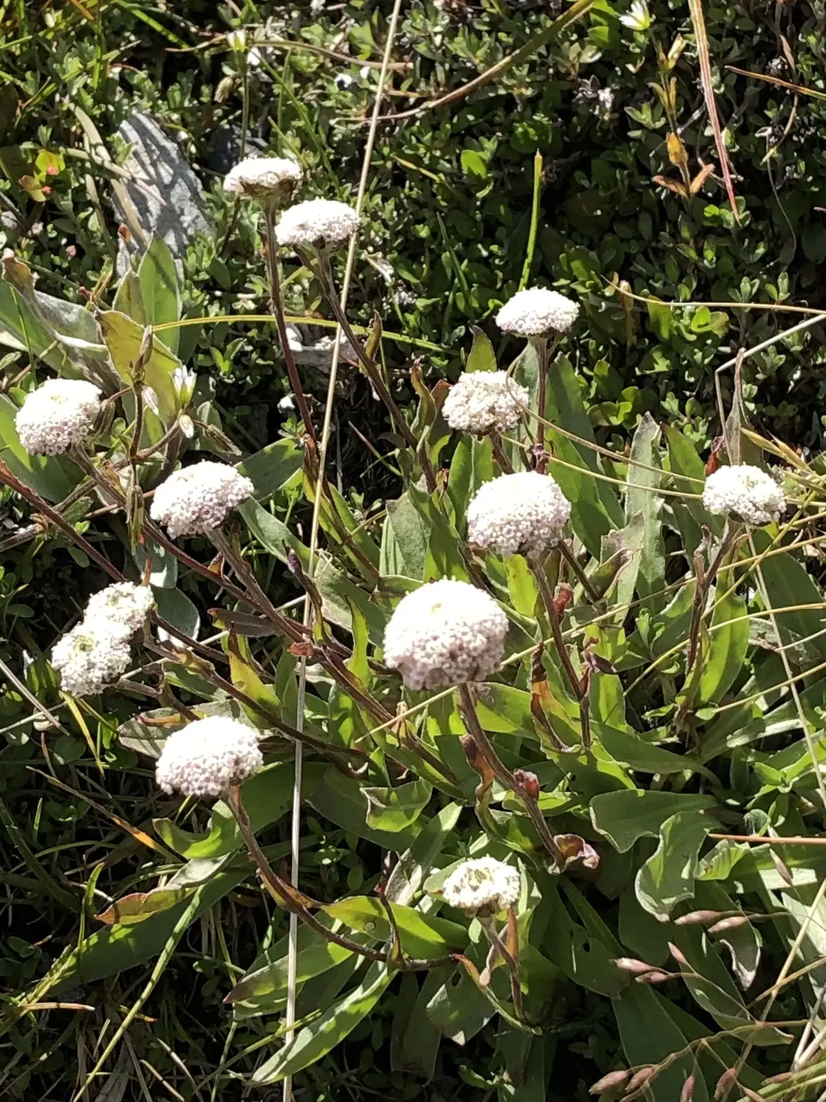 Craspedia Uniflora Native Plant (Craspedia uniflora)
