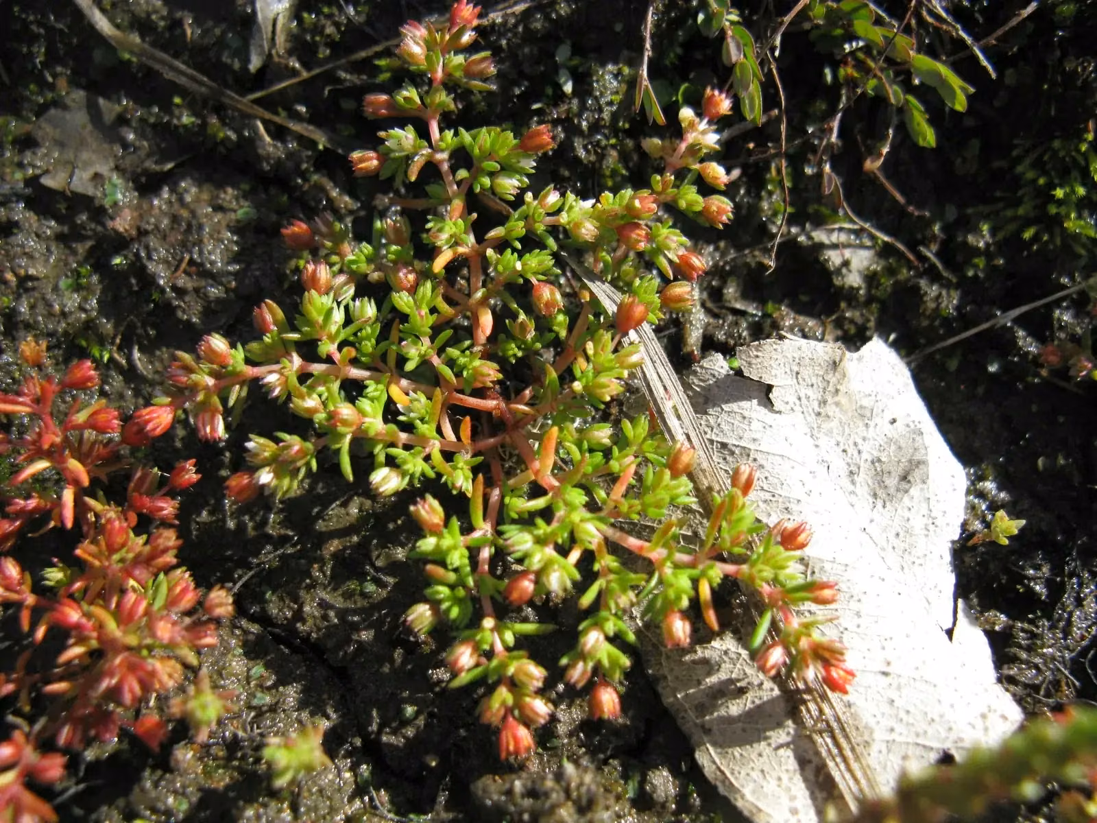 Crassula Decumbens Native Plant (Crassula decumbens)