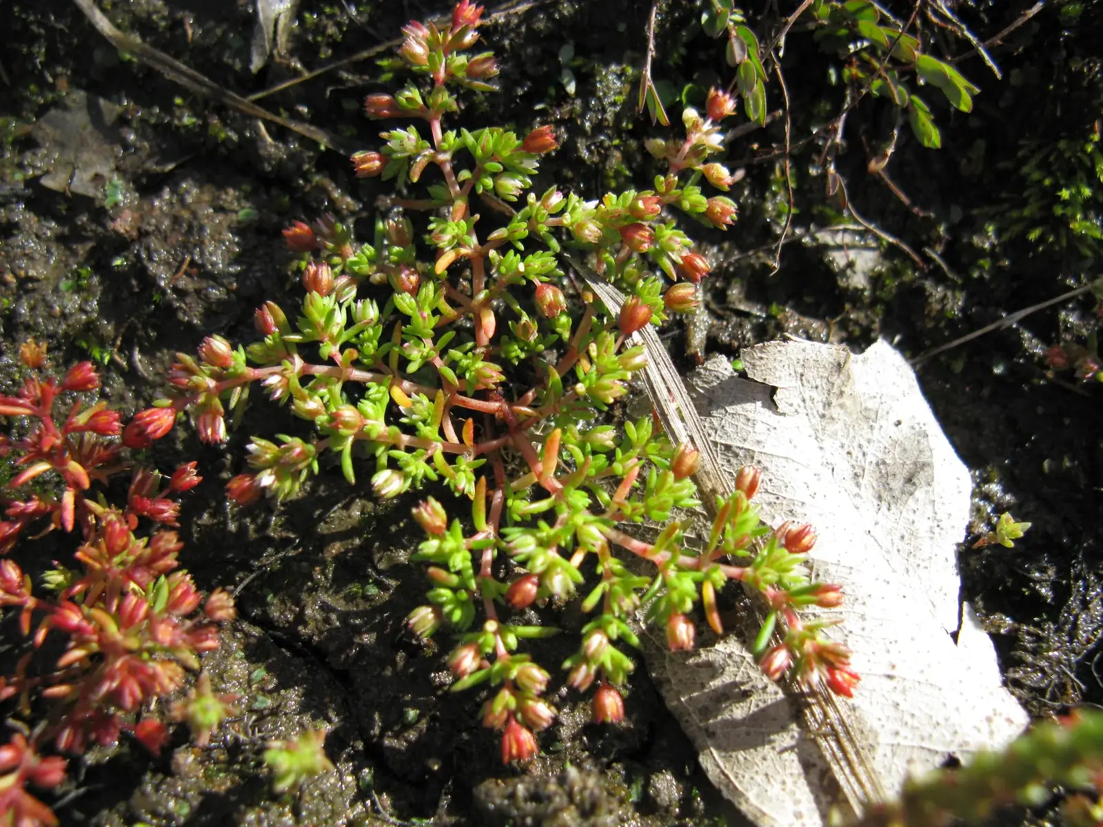Crassula Decumbens Native Plant (Crassula decumbens)