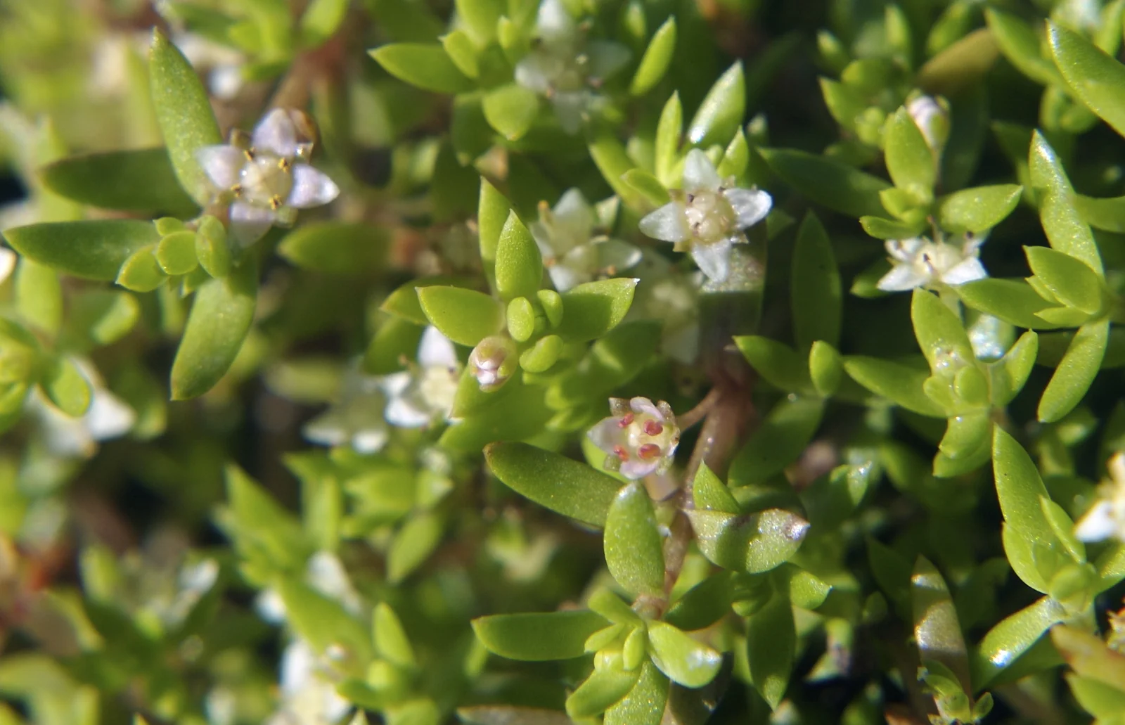 Crassula Helmsii Native Plant (Crassula helmsii)