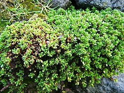 Shore Stonecrop (Crassula moschata) hero image