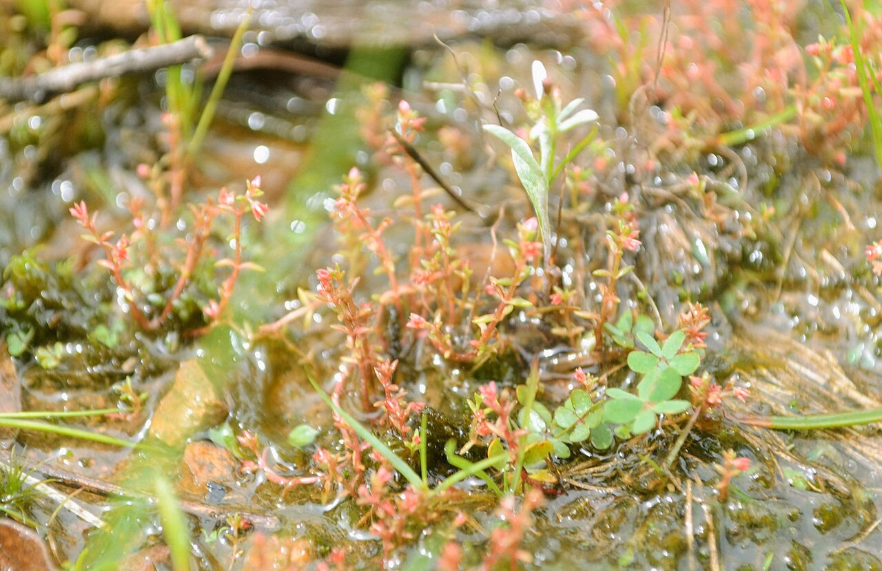 Crassula peduncularis (Crassula peduncularis)