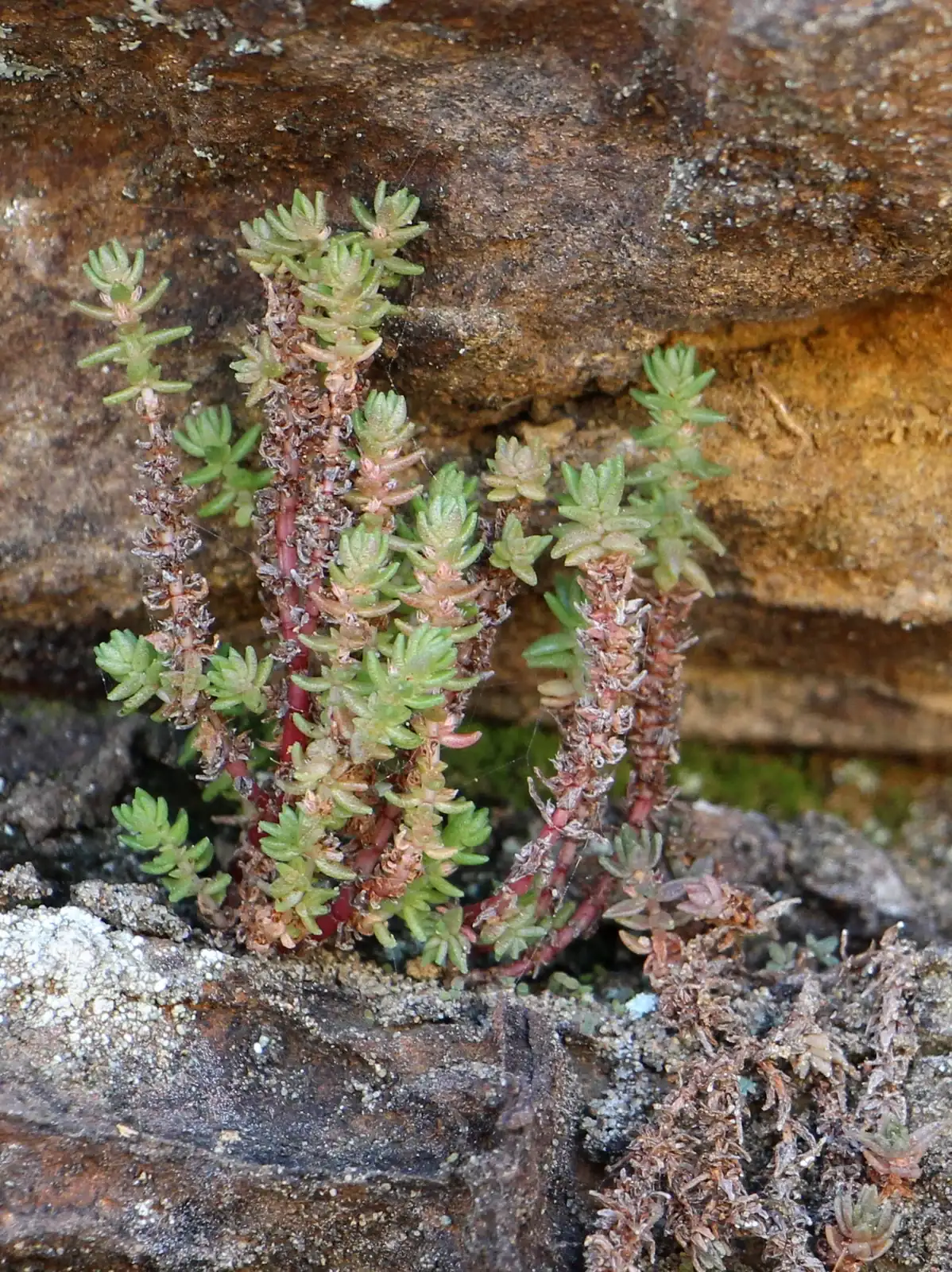 Crassula Sieberiana Native Plant (Crassula sieberiana)