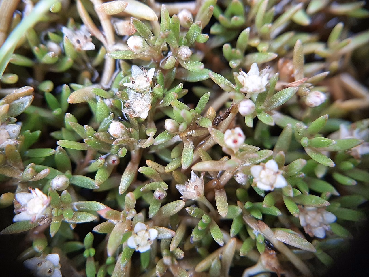 Crassula sinclairii (Crassula sinclairii) hero image