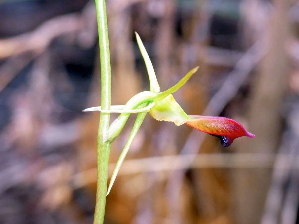 Cryptostylis Subulata Native Plant (Cryptostylis subulata)
