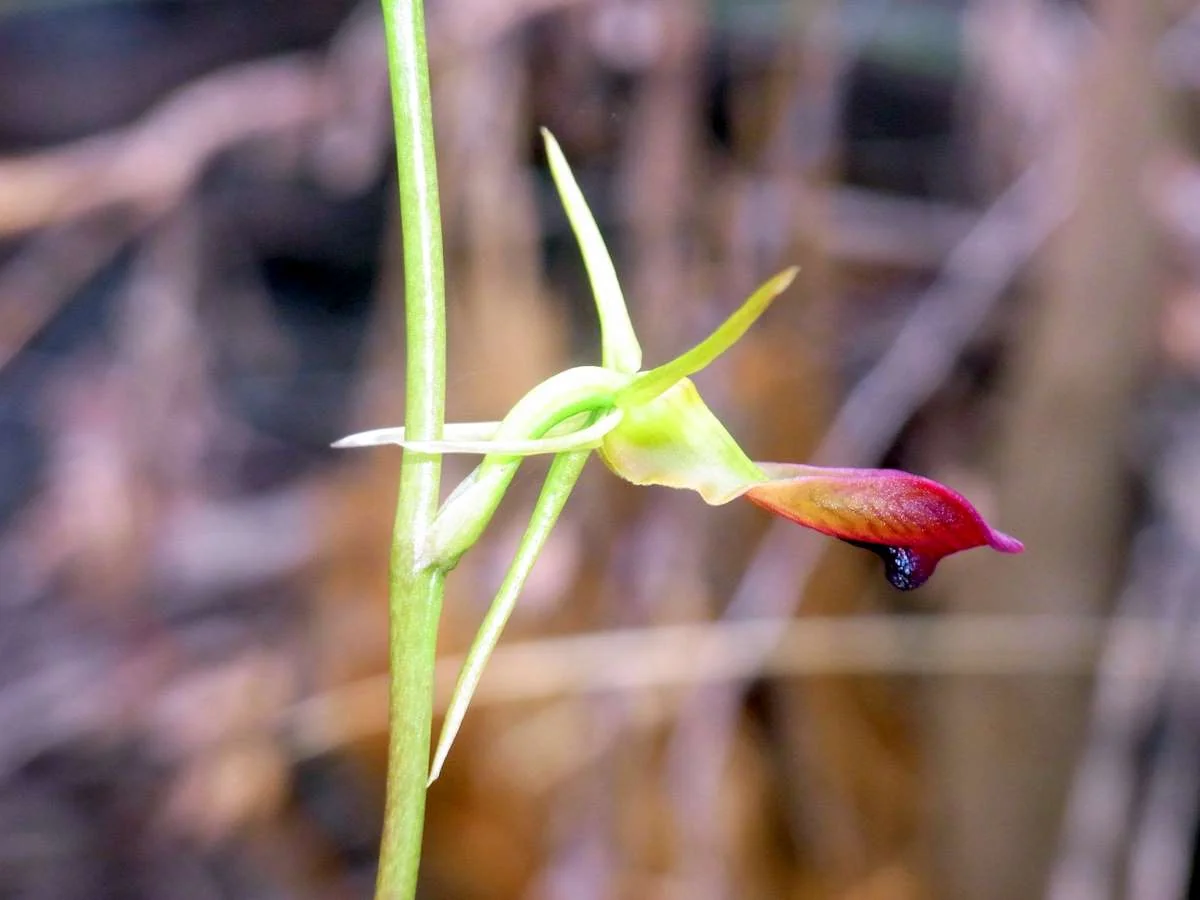 Cryptostylis Subulata Native Plant (Cryptostylis subulata)