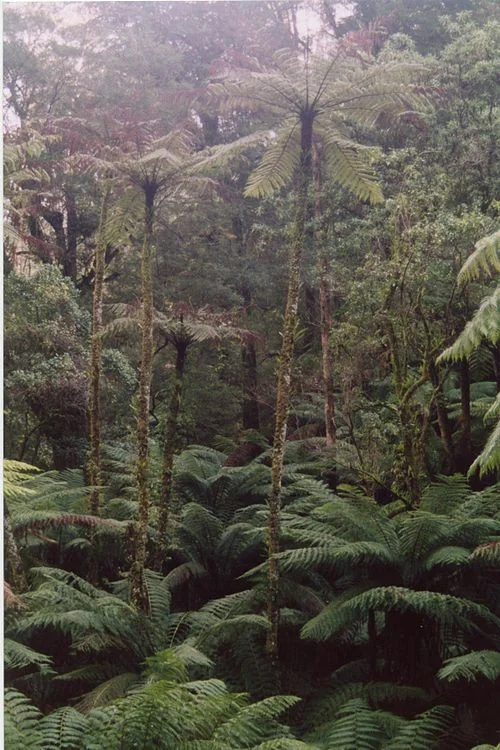 Gully Tree Fern