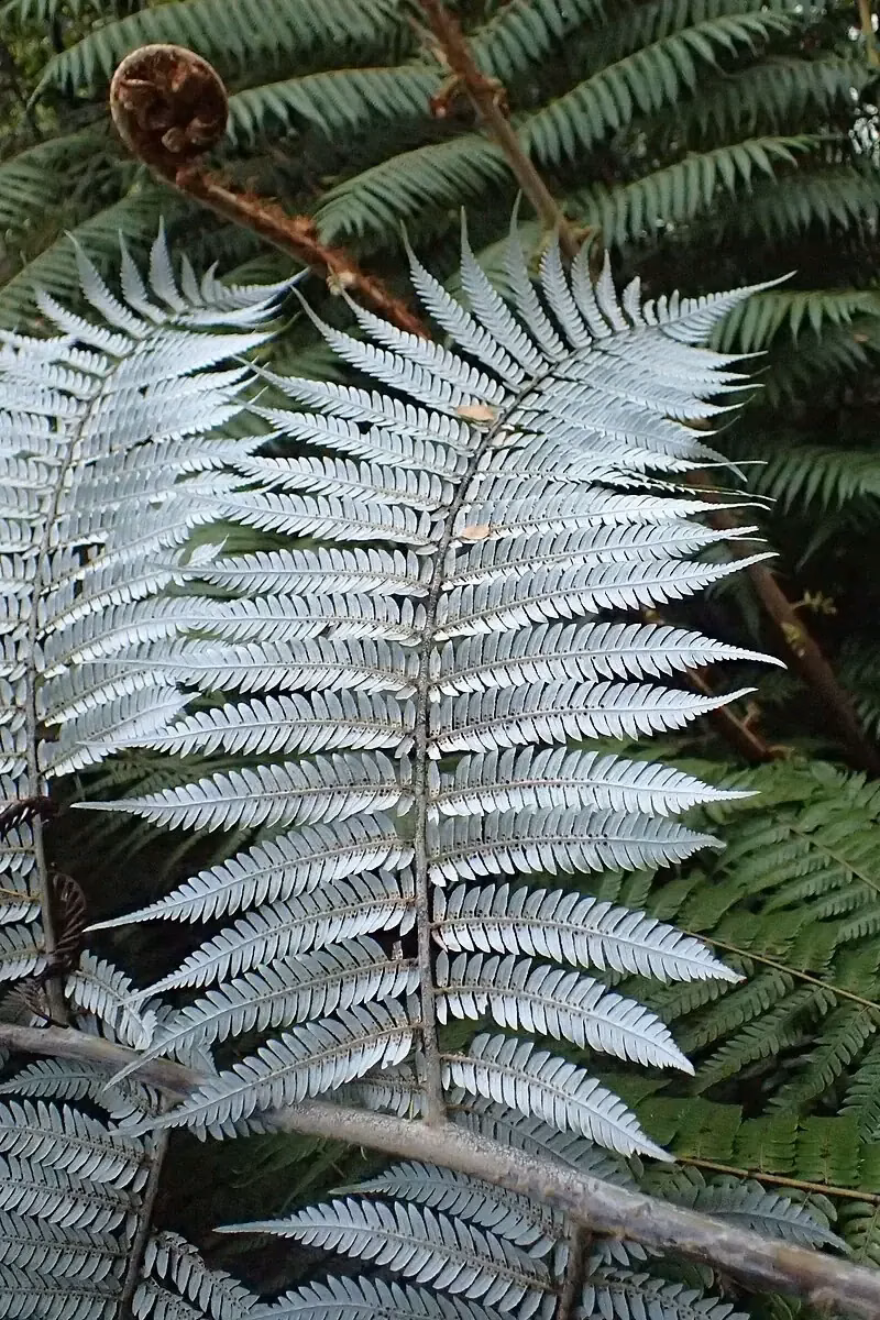 Silver Fern (Cyathea dealbata)