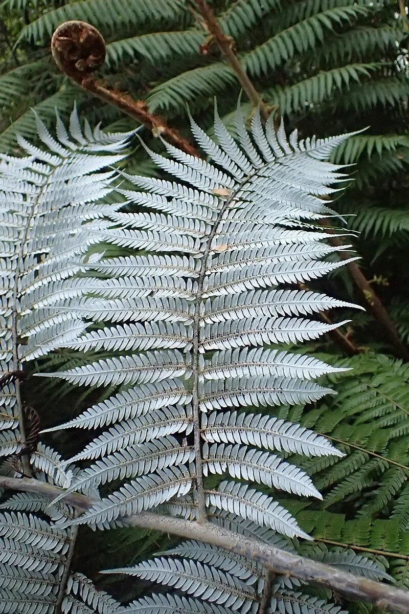 Silver Fern (Cyathea dealbata)