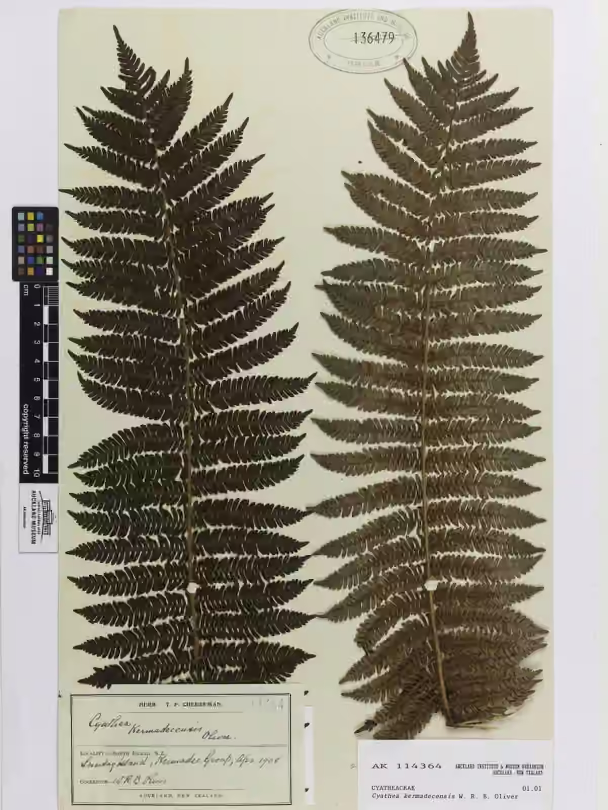 Cyathea kermadecensis (Cyathea kermadecensis)