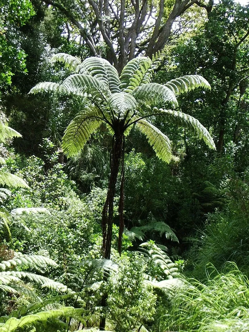 Black Tree Fern