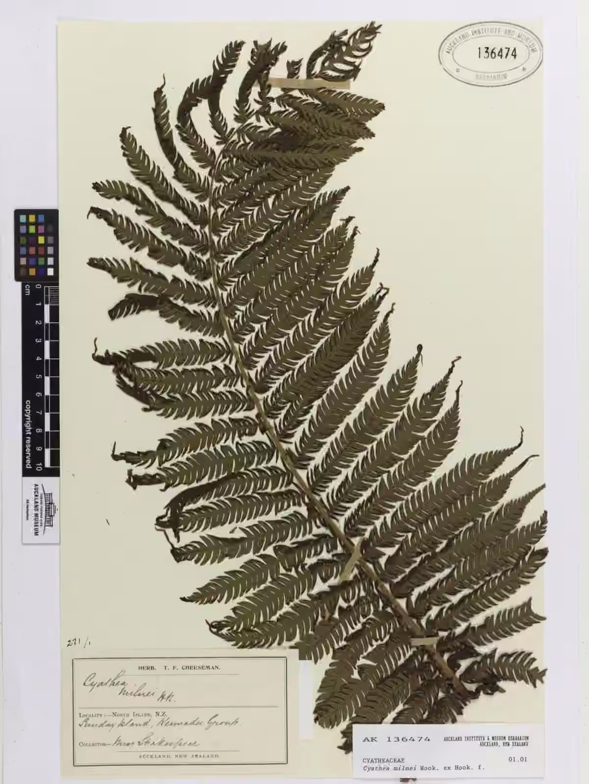 Cyathea milnei (Cyathea milnei)