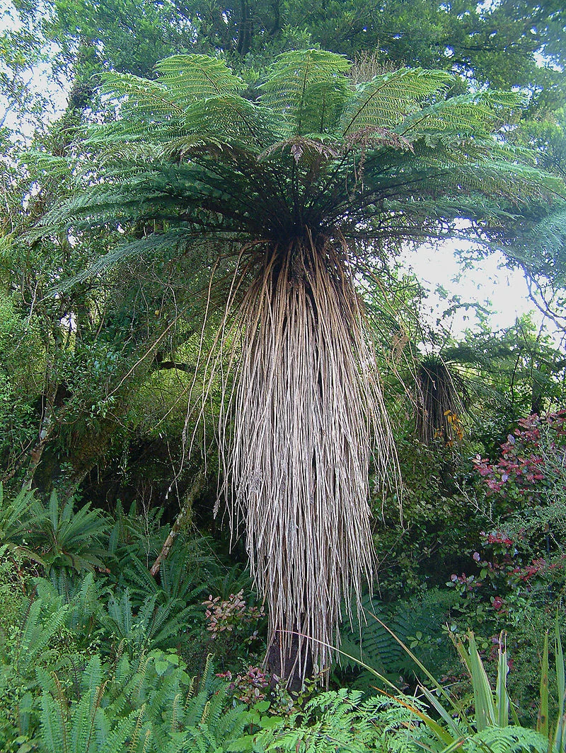 A Soft Tree Fern (Cyathea smithii) with its distinctive skirt of old fronds