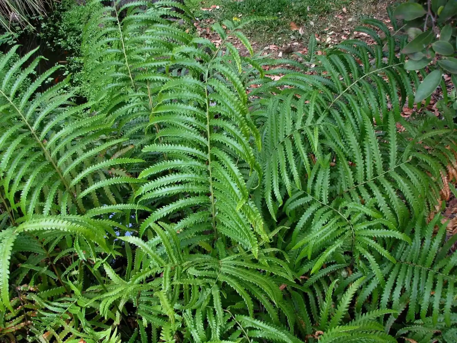 Cyclosorus Interruptus Native Plant (Cyclosorus interruptus)