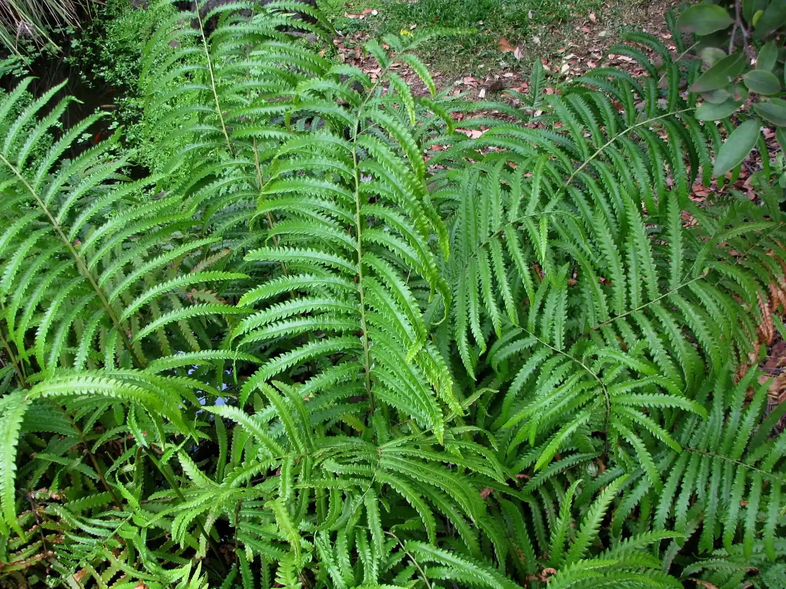 Cyclosorus Interruptus Native Plant (Cyclosorus interruptus)
