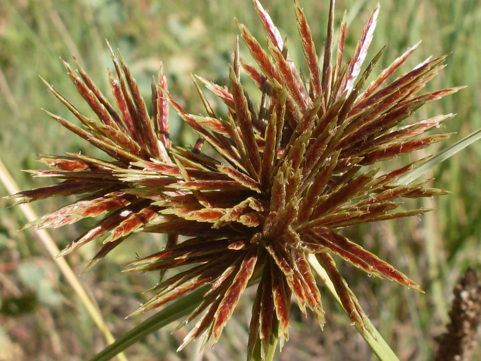 Cyperus Congestus Native Plant (Cyperus congestus)