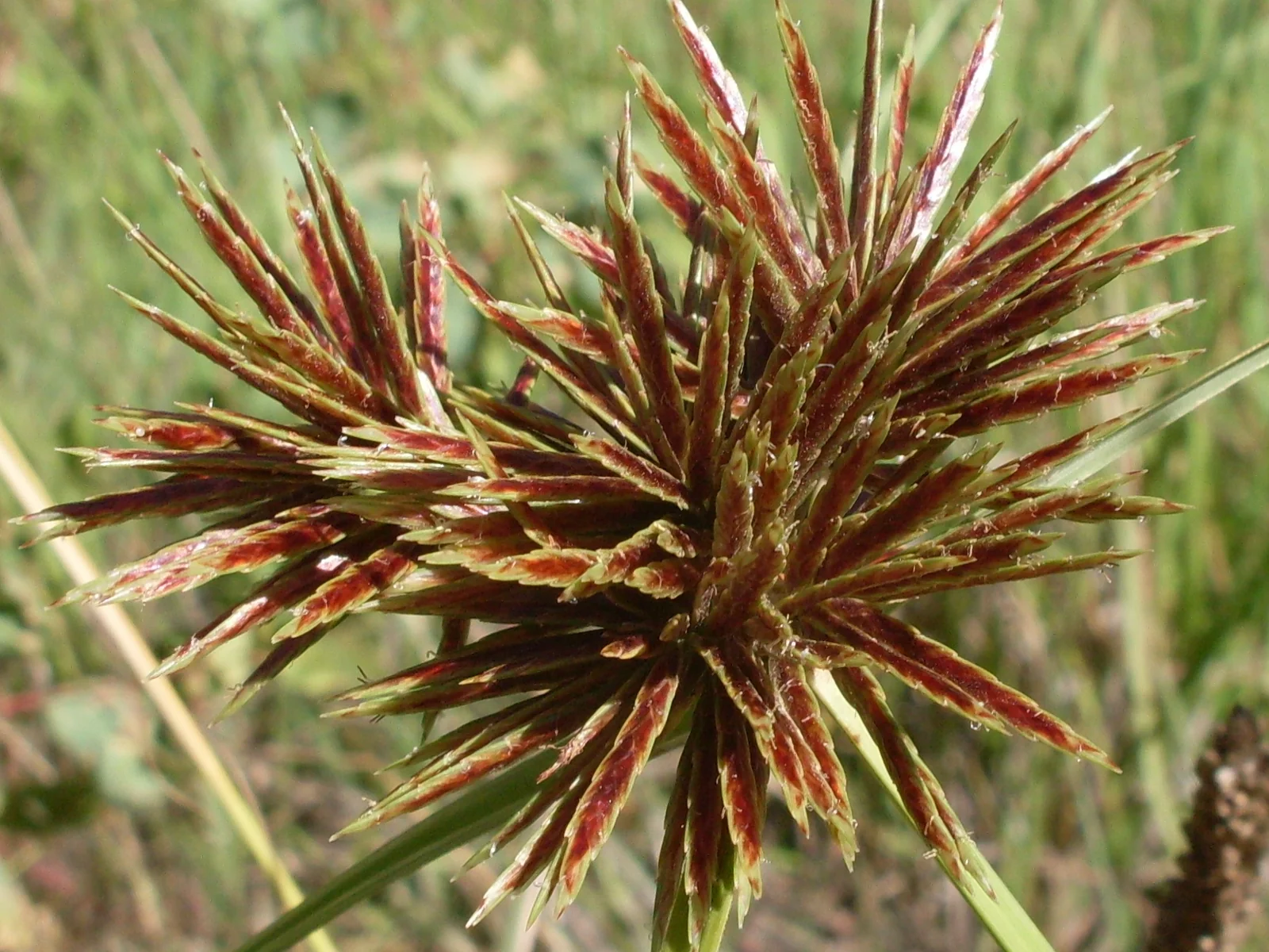Cyperus Congestus Native Plant (Cyperus congestus)