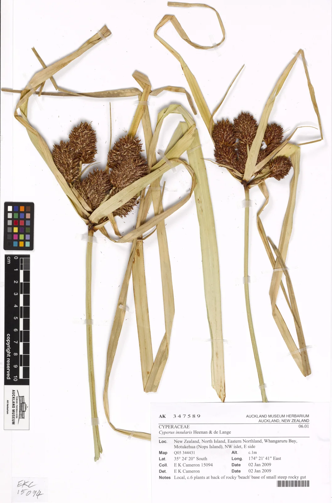 Cyperus Insularis Native Plant (Cyperus insularis)