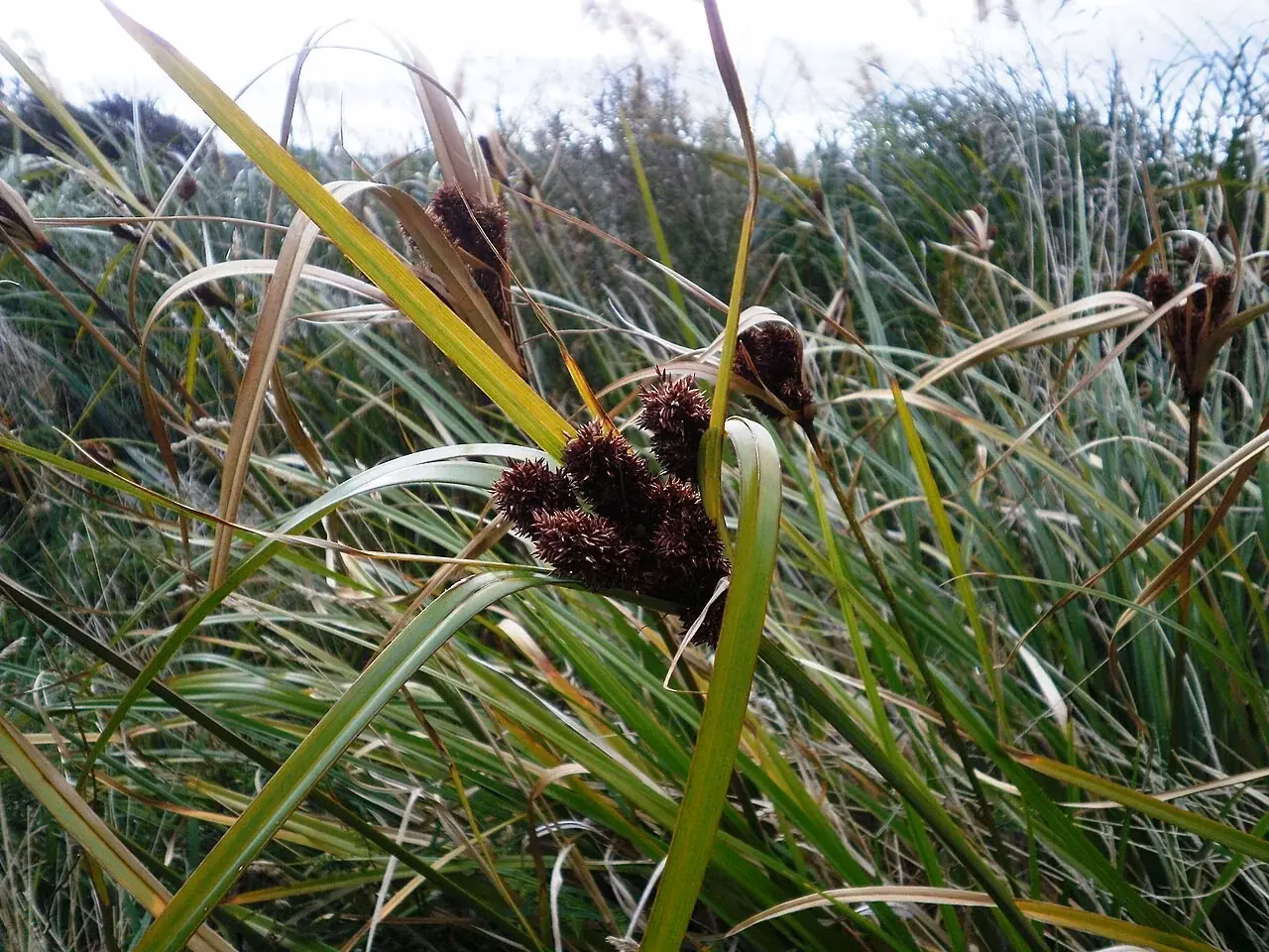 Giant Umbrella Sedge (Cyperus ustulatus)