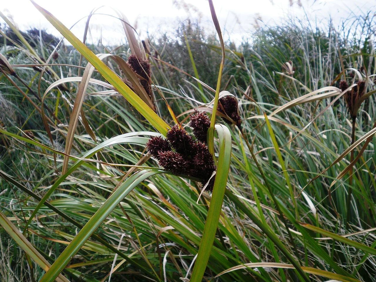 Giant Umbrella Sedge (Cyperus ustulatus) hero image