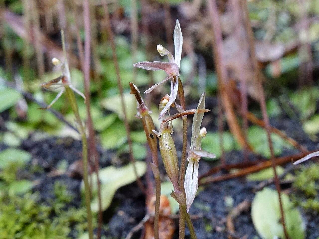 Cyrtostylis oblonga (Cyrtostylis oblonga)
