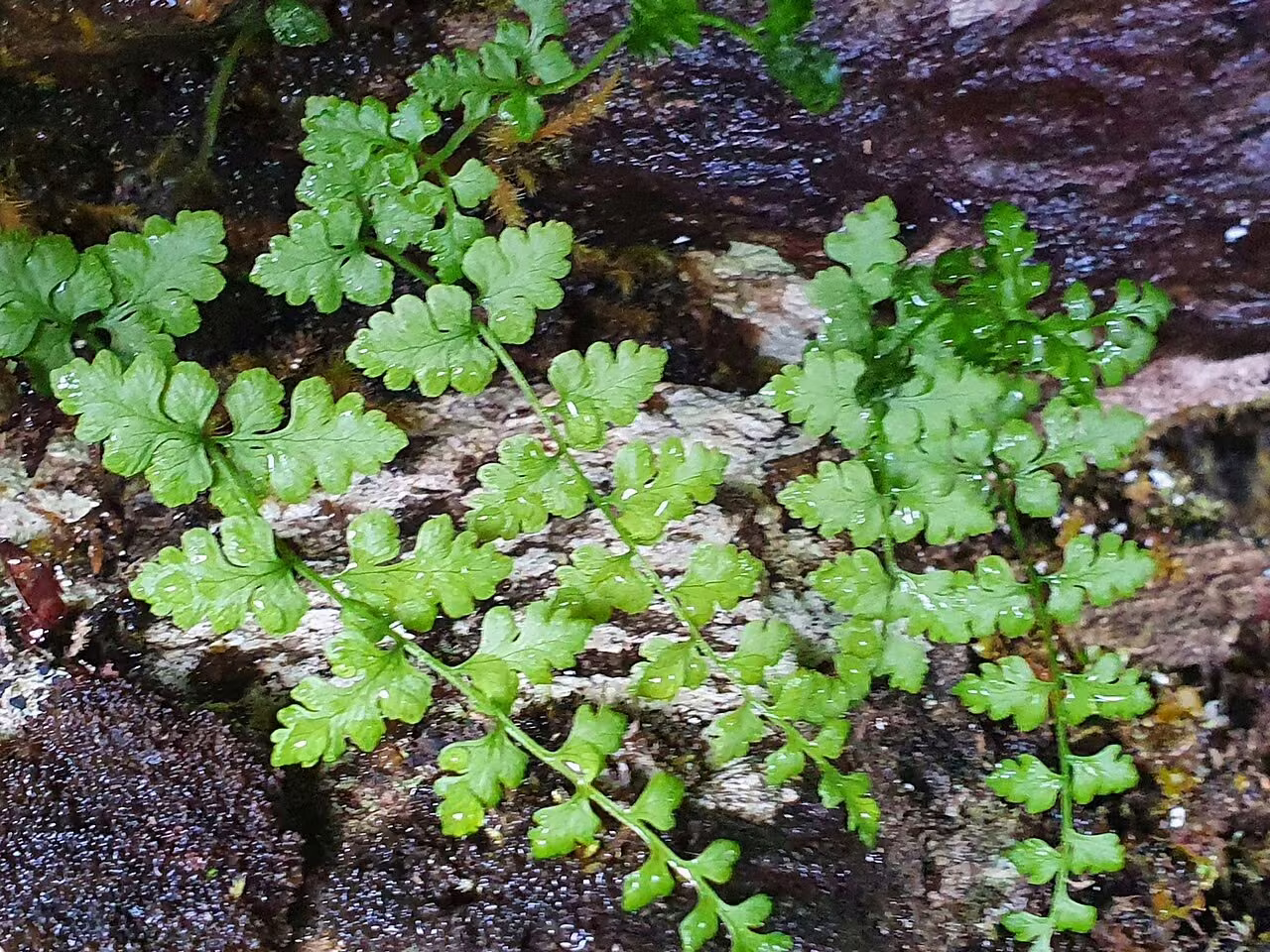 Cystopteris tasmanica (Cystopteris tasmanica)
