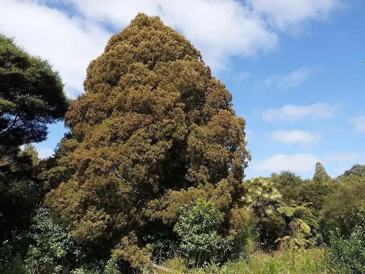 Dacrycarpus Dacrydioides