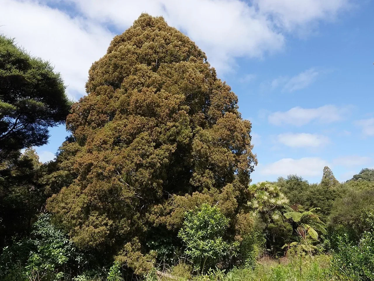 Kahikatea