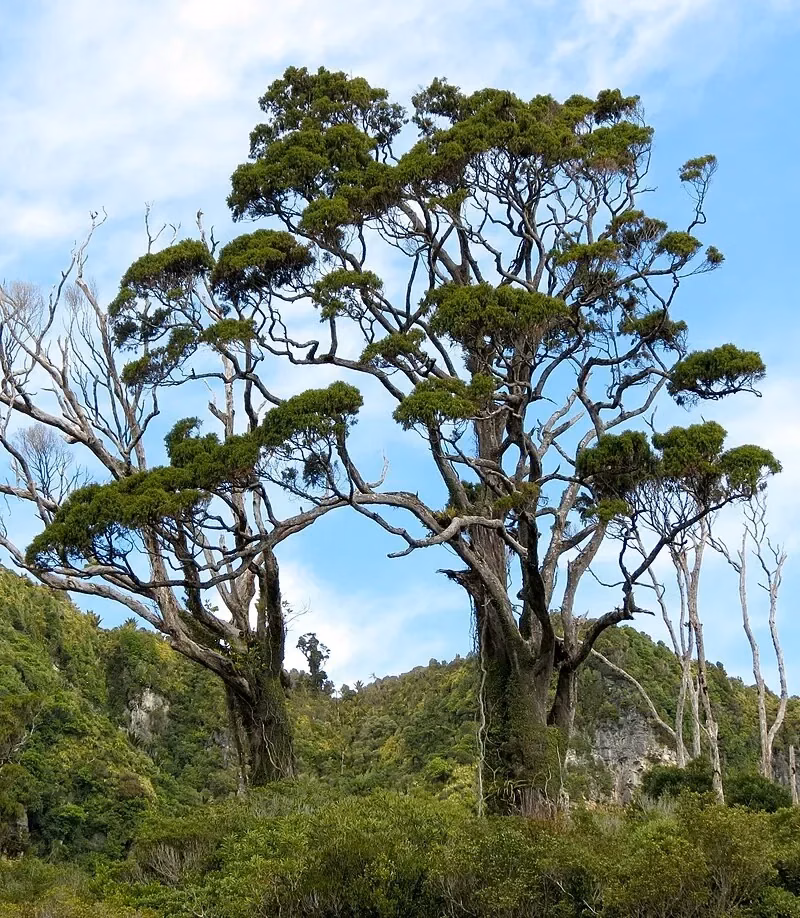 Dacrydium Cupressinum