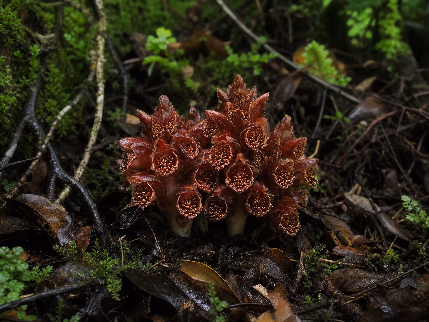 Wood Rose (Dactylanthus taylorii)