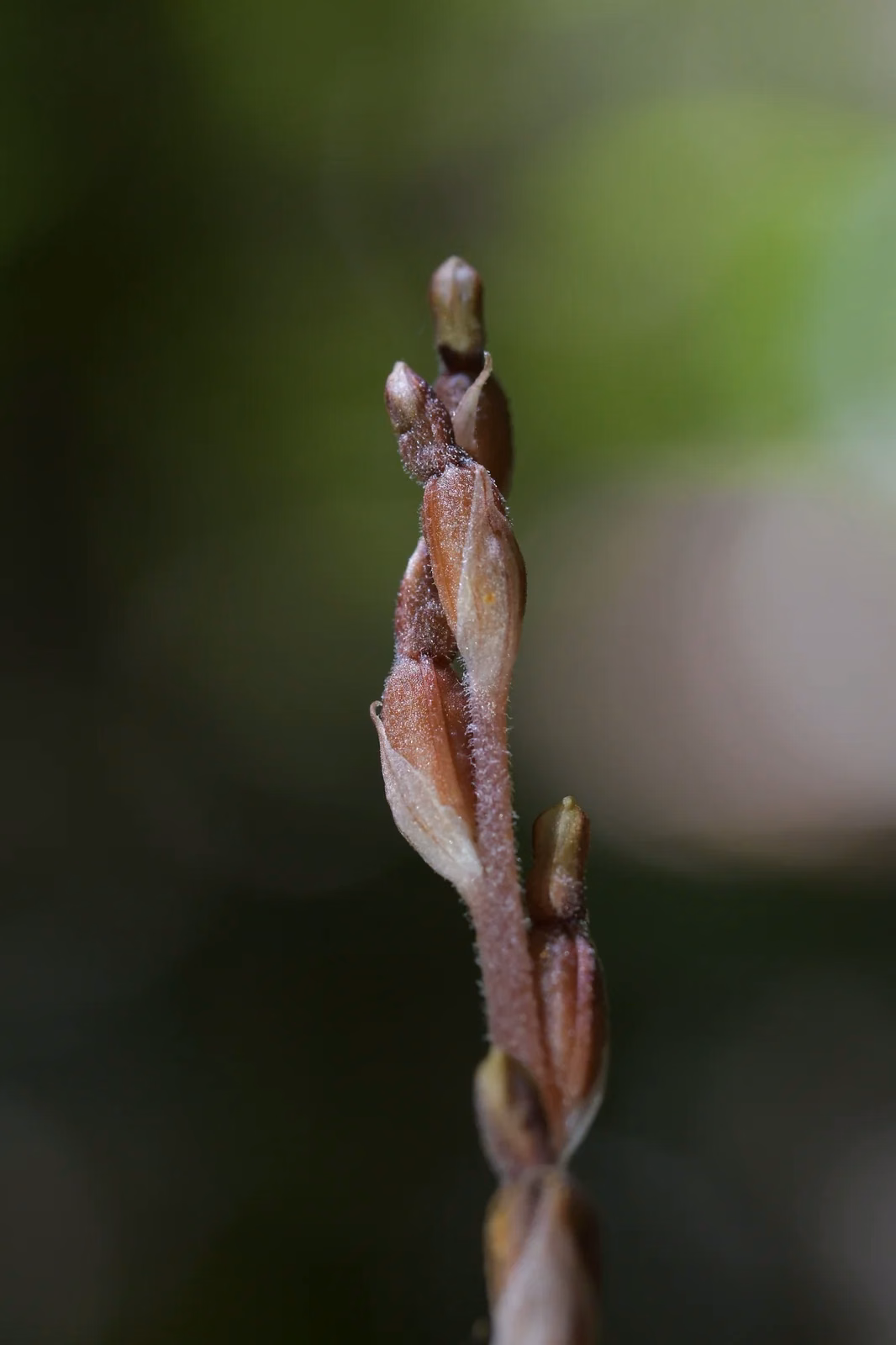 Danhatchia Australis Native Plant (Danhatchia australis)