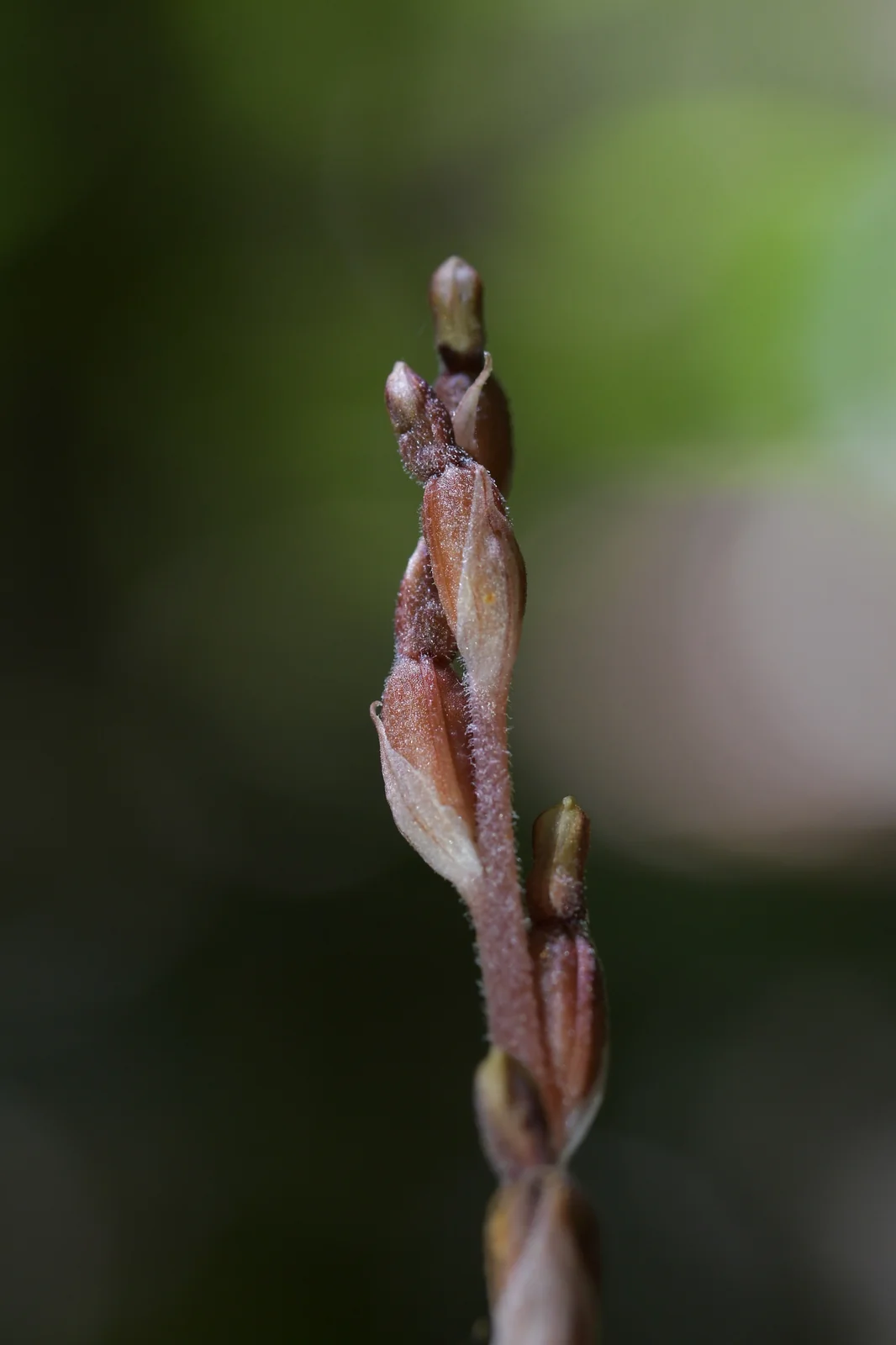 Danhatchia Australis Native Plant (Danhatchia australis)
