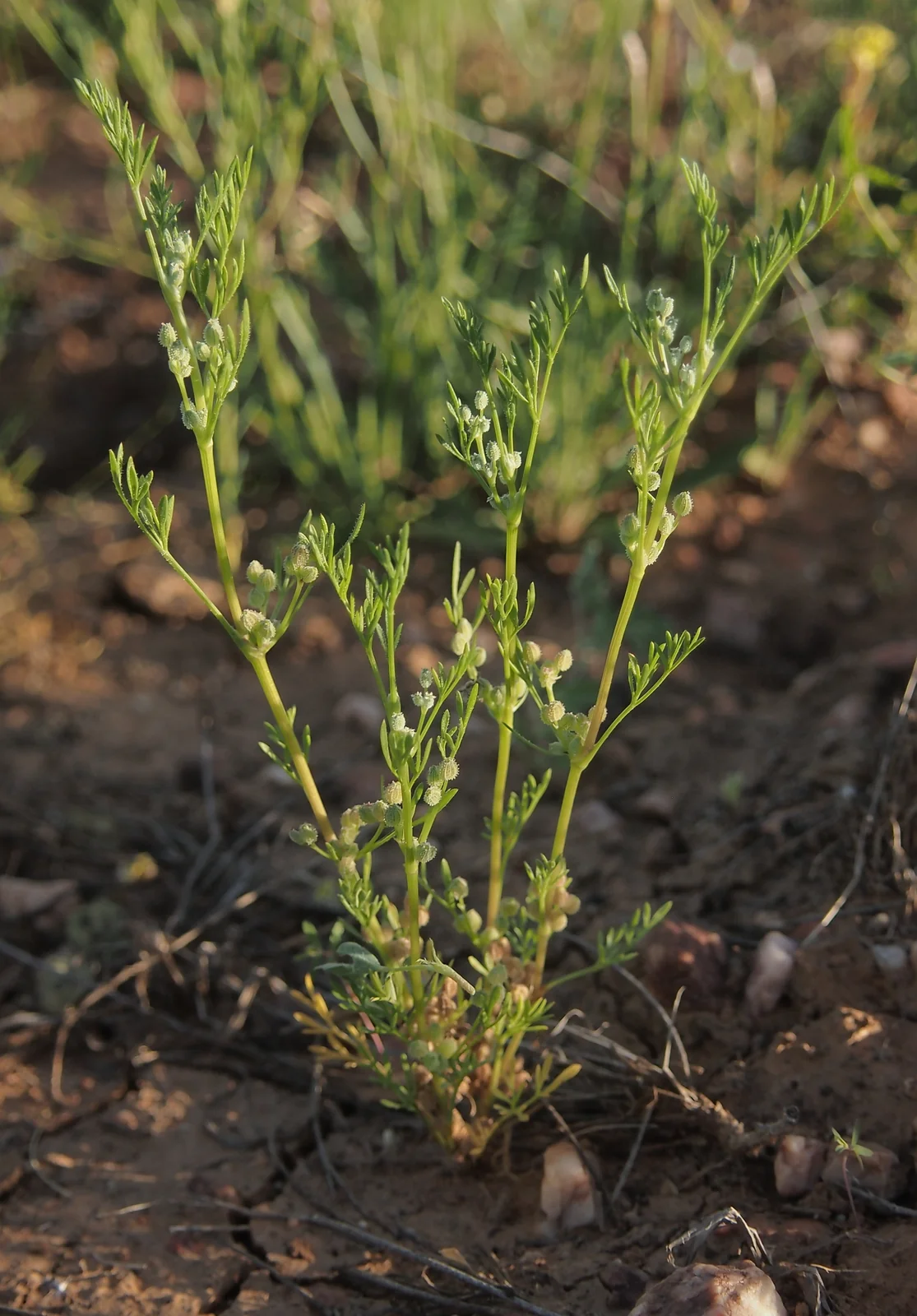 Daucus Glochidiatus Native Plant (Daucus glochidiatus)